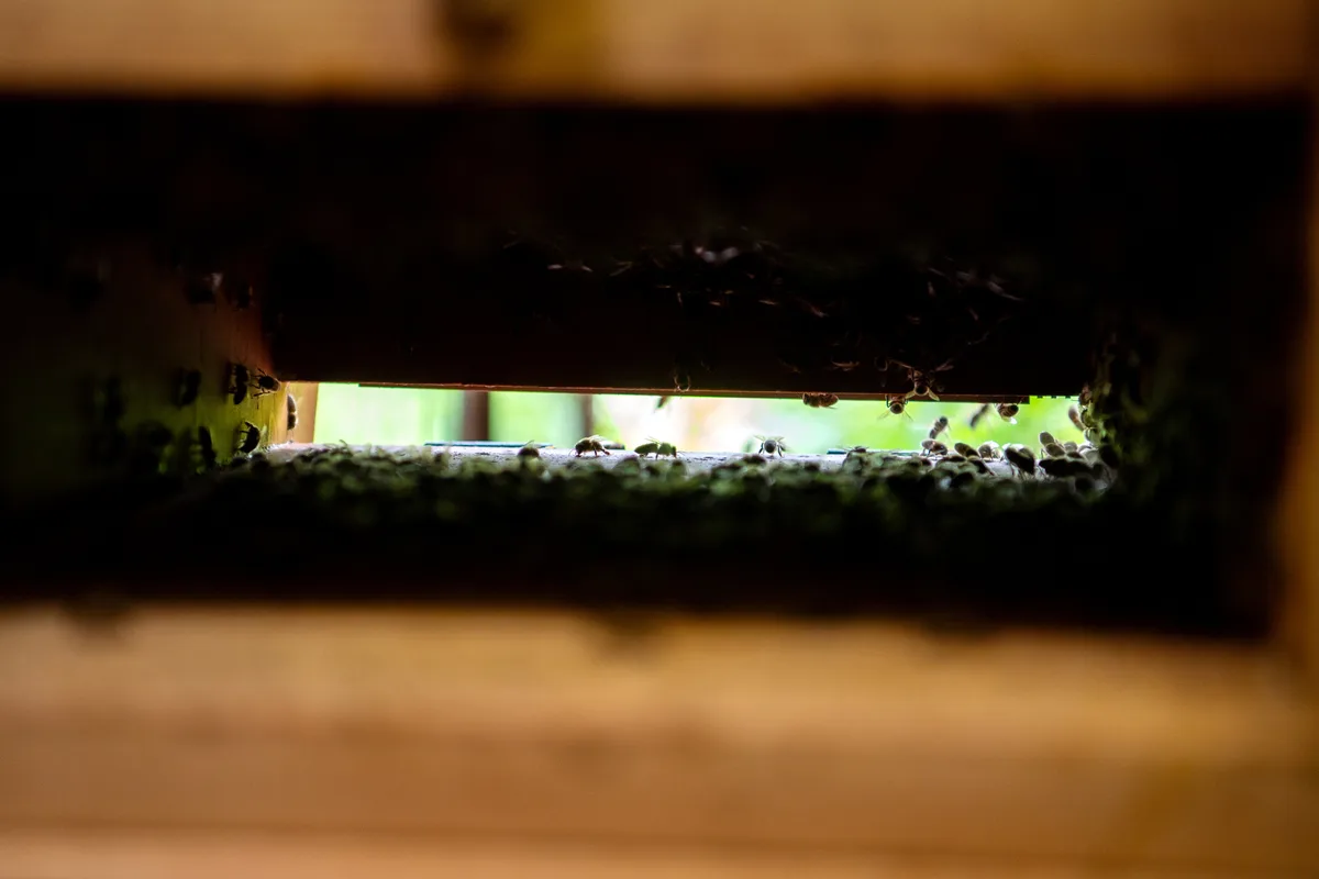 Bienen auf dem Strickhof. Lukas Kuhn (jung) und Rolf Frei. 8.6.2020